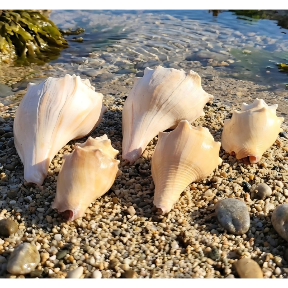 Natural Sea Shell Collection 5pc Lightning Whelk Fighting Conch Coastal Decor